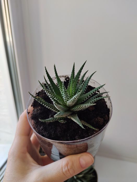 Суккулент хавортия от 700 тг