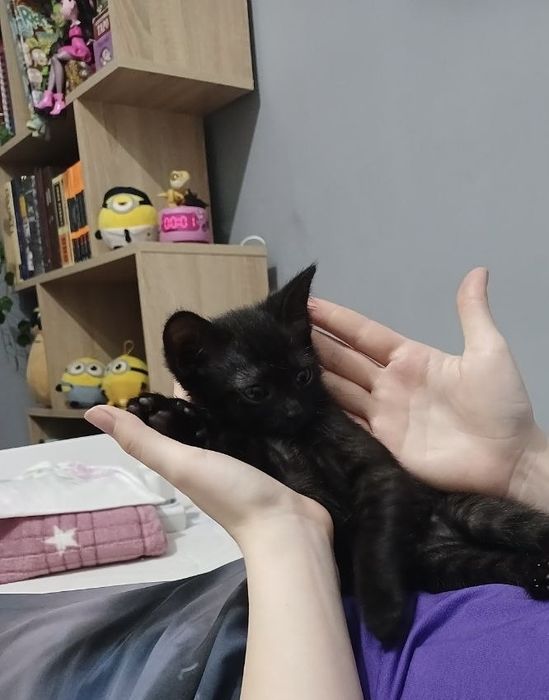 Кошечка полтора месяца