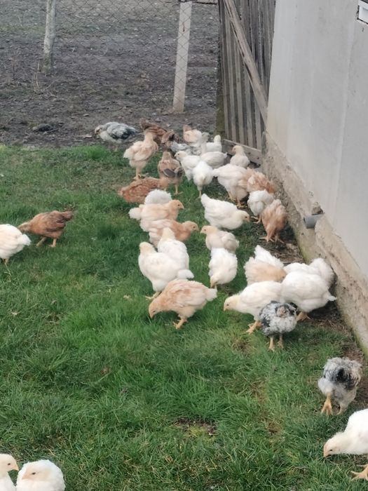 Pui găină și pui prepelițe