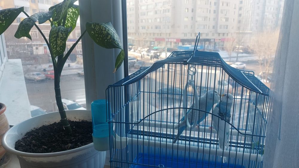 Папугай сатылады.