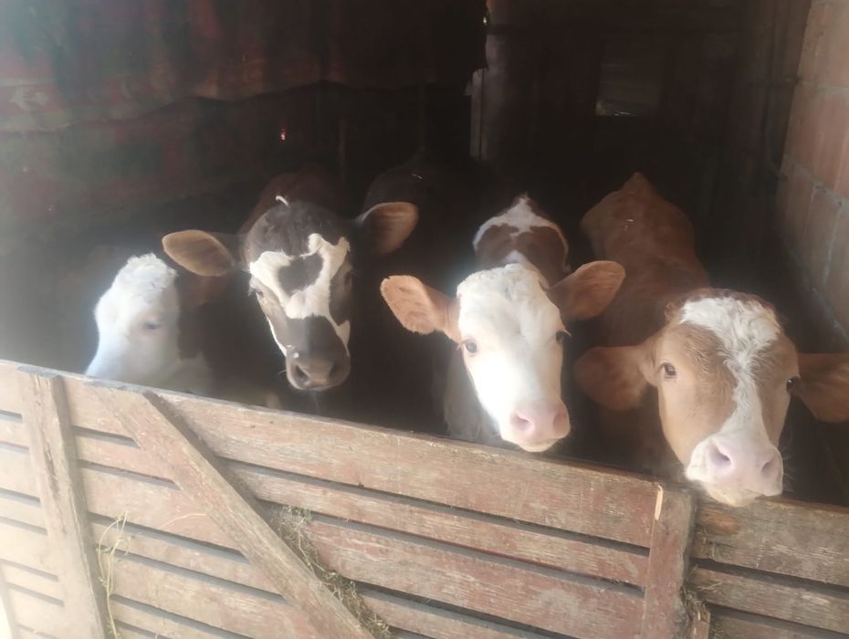 Vând 16 viței semi înțărcați