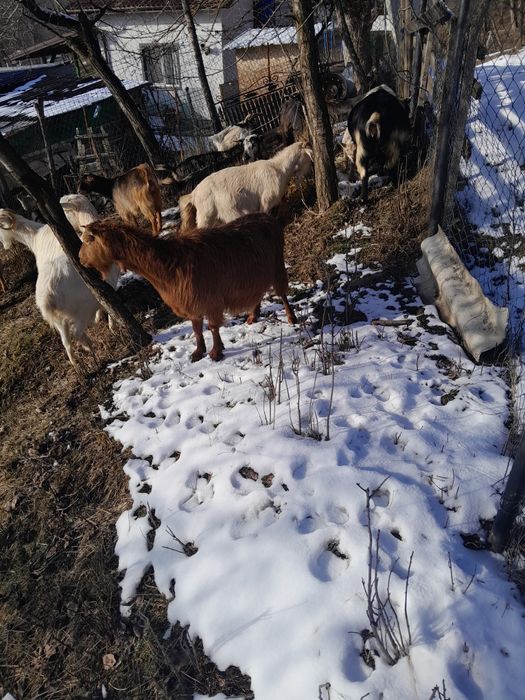 Capre tinere gestante