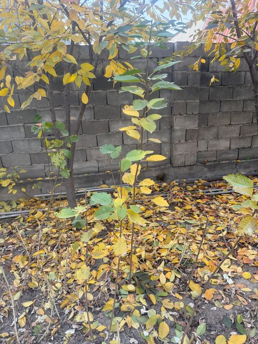 Продам вишни и сливу и куст малины.