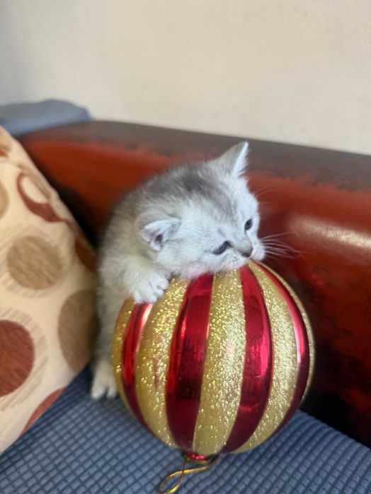 котета британски късокосмести сребърни чинчили за коледен подарък