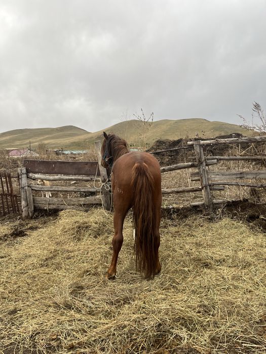 Айгыр сатам. Продам жеребца