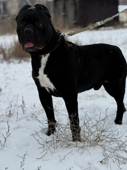 Кане корсо вязка