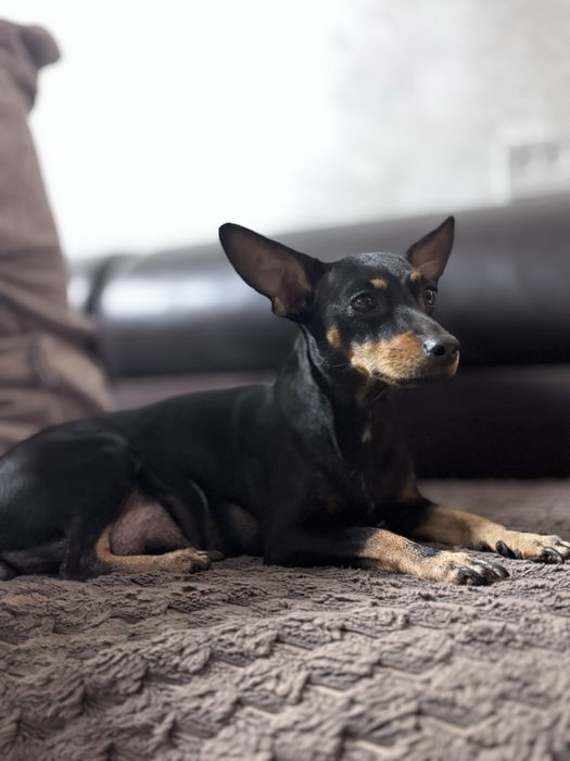 Щенки карликового пинчера