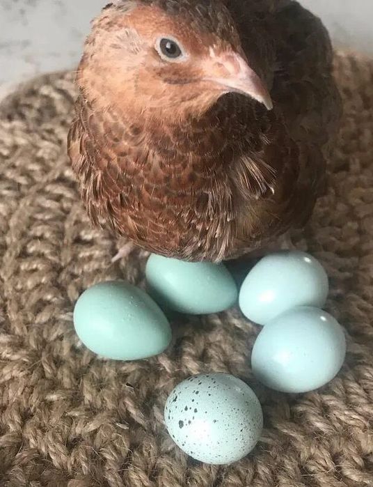 Жожаларга заказ оламиз
Цеплята на заказ