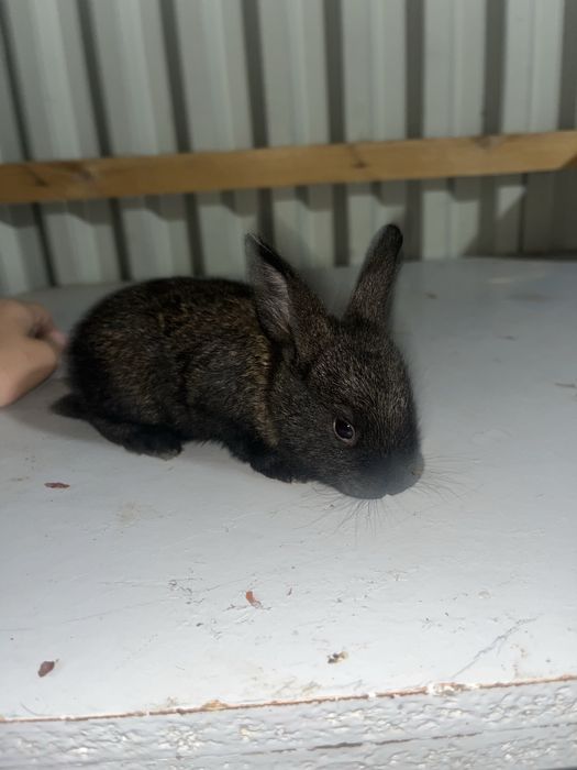 Продадим 4 кралчат