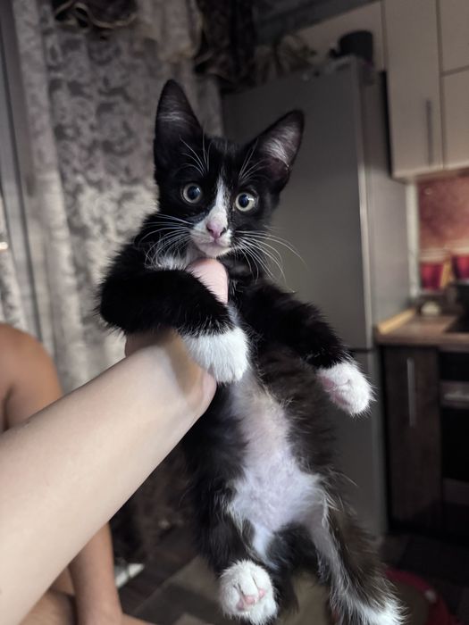 Котенок девочка любящим хозяевам