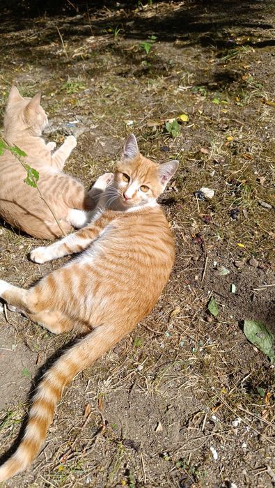 Подарявам котенце