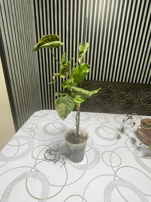 Цветы . Синги, находится в Карасу.