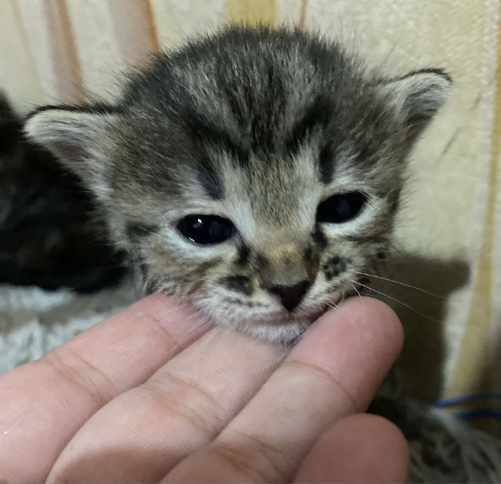 Котенок девочка, послушная ласковая