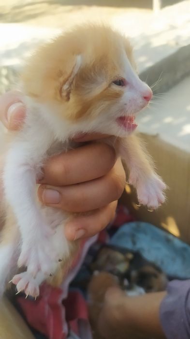 Mushuk bolalari va mushuk sotiladi