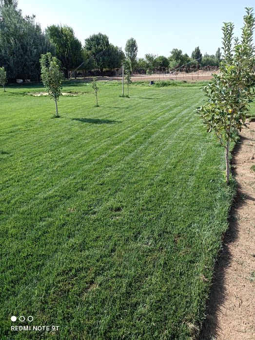 Газон рулониви  и семена газона