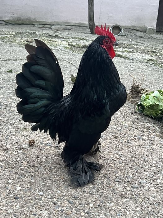 Mii de Flori portelan si negru