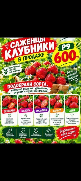 Прожам саженцы клубники. Сорта в ассортименте