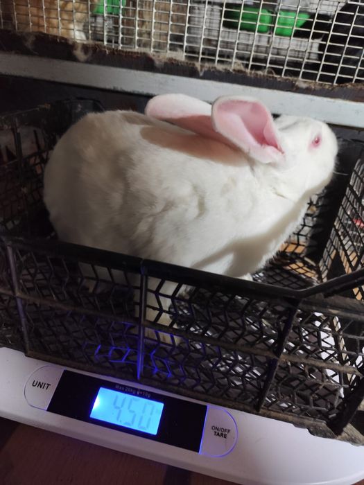 Mascul Hycol francez