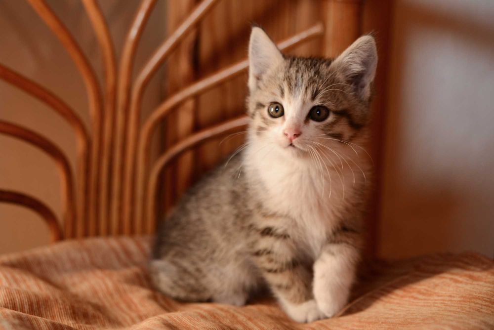 Котенок  мальчик