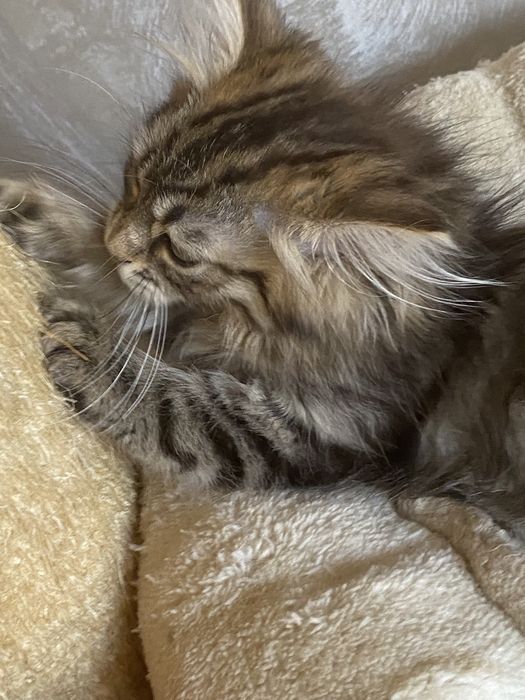 Norvegiana de padure ,fetita !