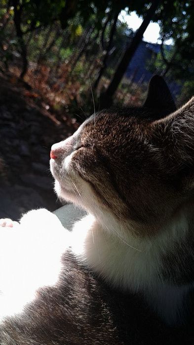 Pisoi/ motan spre donatie