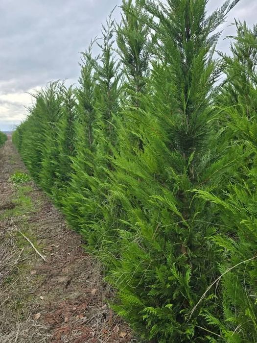 Cupressus leylandii 
Livram în toată țara gratuita 
Pret
1.80 m 2 m 12