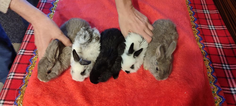 Маленькие симпатичные кролики