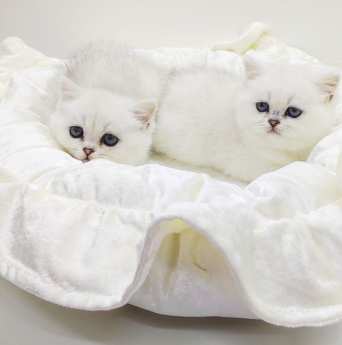 БриТанСкие КотЯтА