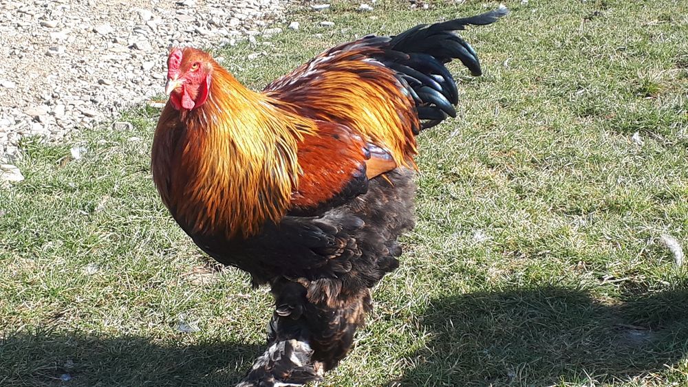 Vand ultima familie Brahma potarnichiu