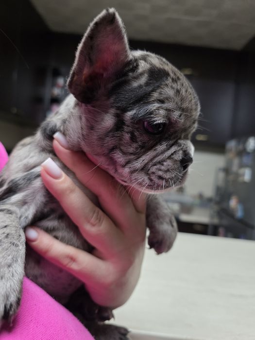 Бебета френски булдог