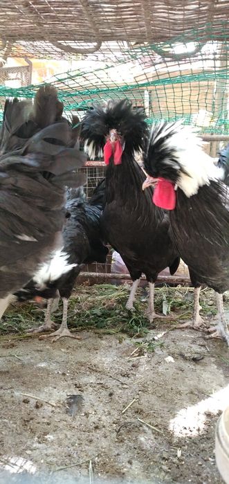 Галланка хорози 150минг обмен к,ора брамага хороз