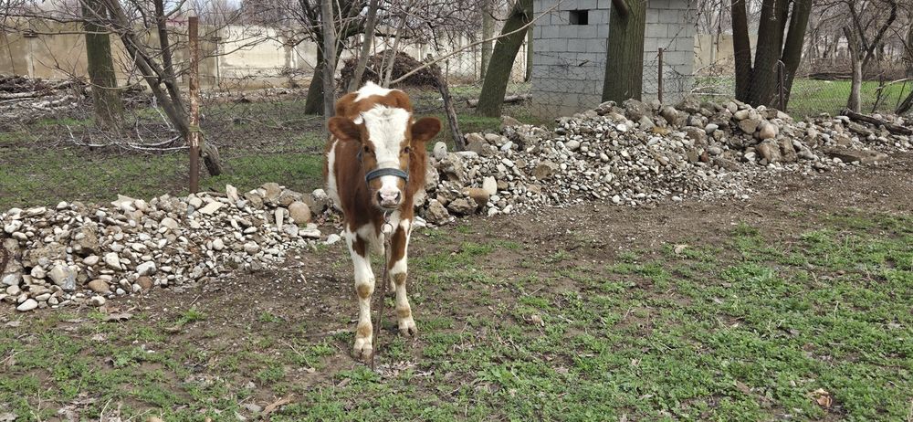 Ұрғашы бұзау  сатылады