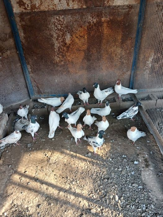 Продам  голубей  головастики