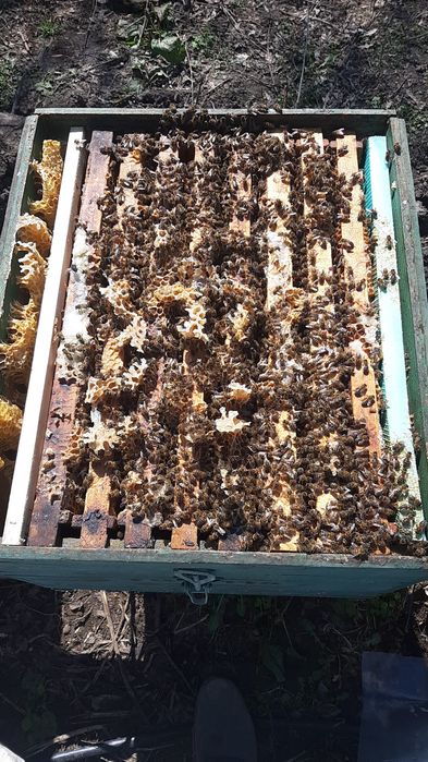 Vand miere poliflora