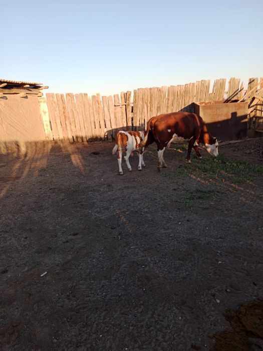Продам Корову с телёнком срочно