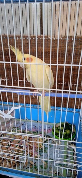 карела куш сотлади соглом