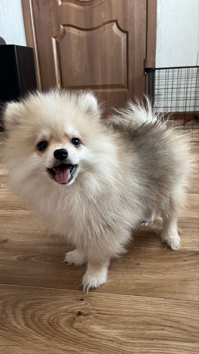 Продам щенка шпица