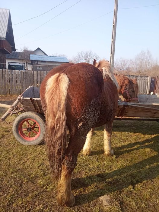 Iapa si manza de vanzare