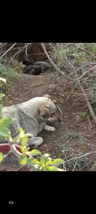 Adopție cățelușa adultă traumatizată