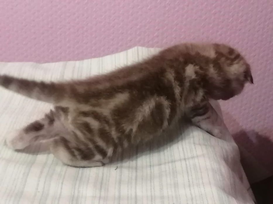 Котята шотландские