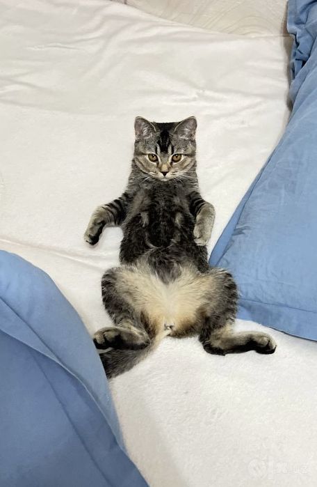 Шиншила скотишфолд девочка