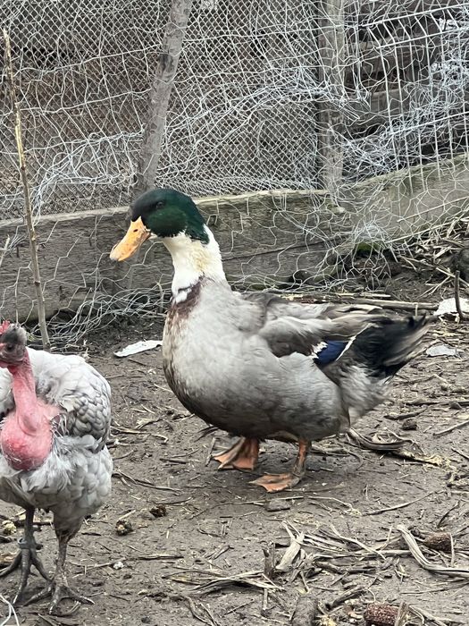 Vand cocodi si ratoi diferite rase