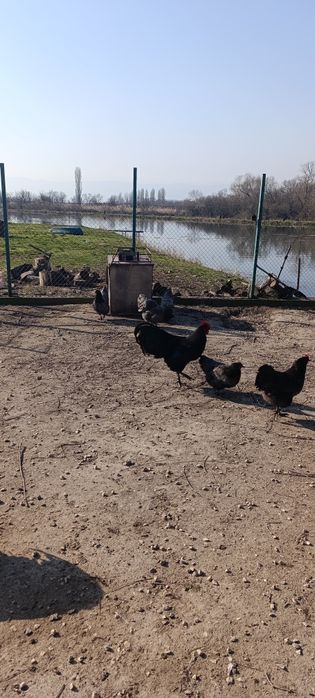 Яйца за люпене от легбар опал , легбар крем и австралорп