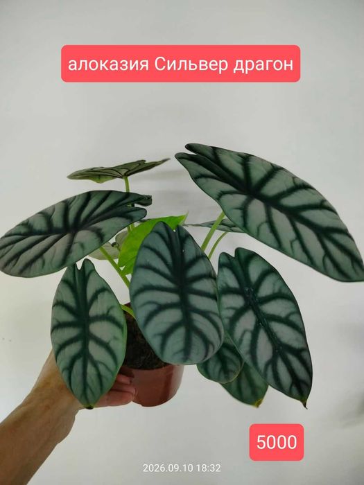 продам комнатные растения