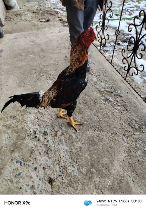 Дакан хороз сотилади