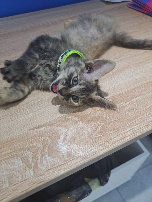 Котенок в добрые руки