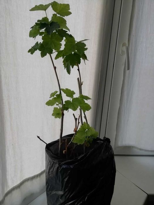 Смородина с душистым листьями