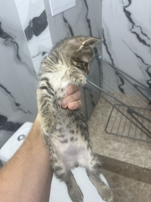 Котенок мальчик ласковый