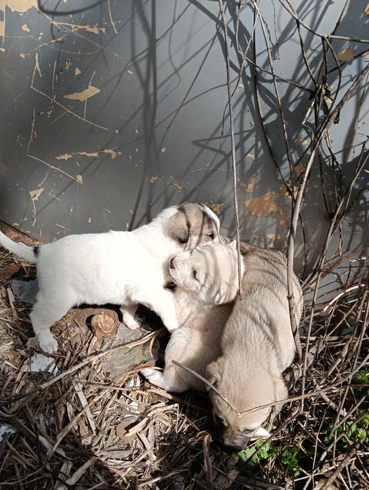 Подарявам 10 сладки кученца – търсят любящ дом

Описание:
Подарявам 10