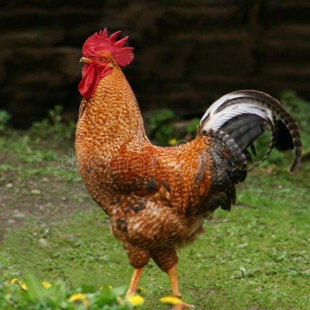 Bilfelder/Билфельдер/товук/tovuq